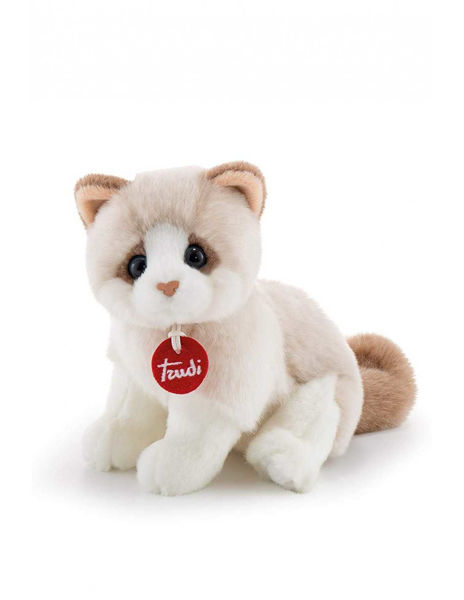 Bild von KITTEN BRAD WEISS / BEIGE